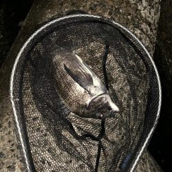 チヌハンターパート10