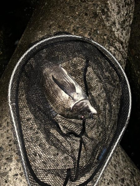 チヌハンターパート10