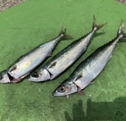 沖一文字でカゴ釣り