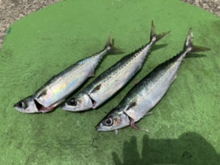 沖一文字でカゴ釣り