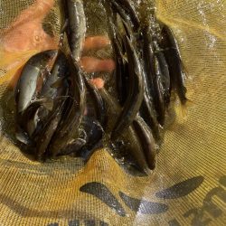 天川村釣行　　鮎釣り