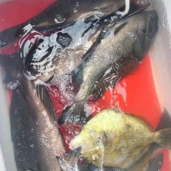 尾鷲の磯でフカセ釣り