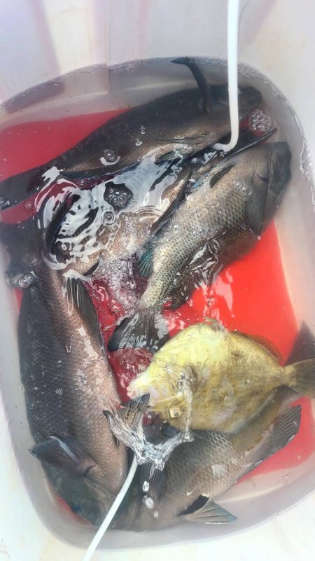 尾鷲の磯でフカセ釣り