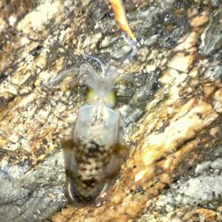 ボチボチエギング