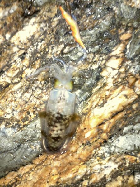 ボチボチエギング