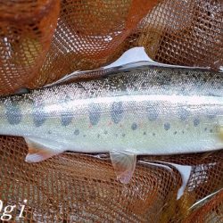 雨で水量は回復した？