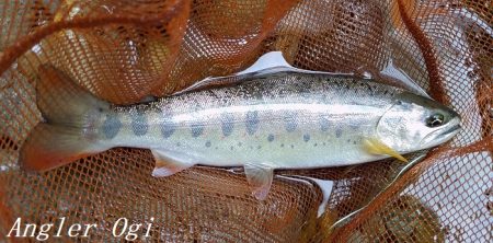 雨で水量は回復した？