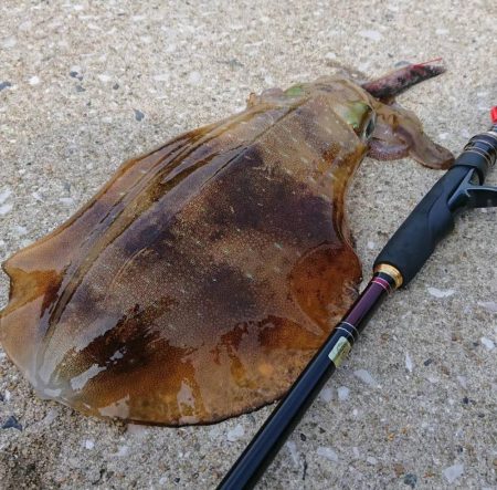 対馬からの投稿②