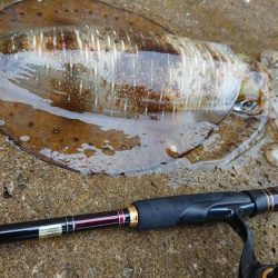 対馬エギング釣果