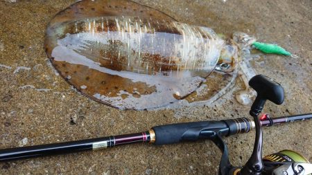 対馬エギング釣果