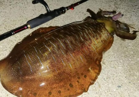 対馬エギング釣果