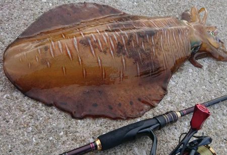 対馬エギング釣果