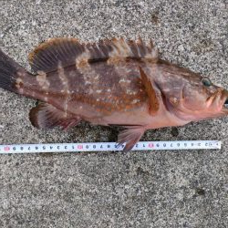 100均のルアーでキジハタ