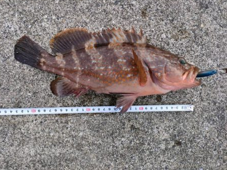 100均のルアーでキジハタ