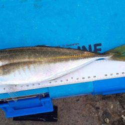 尺アジゲットー