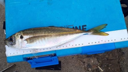 尺アジゲットー