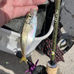 サビキ釣りの季節