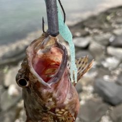 アコウ不発ガッシー連発