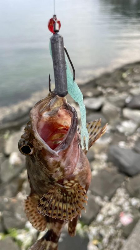 アコウ不発ガッシー連発