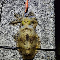 日が沈んでから