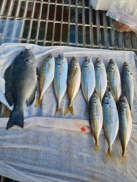 フカセでアジ釣り