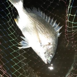 キビレでした。