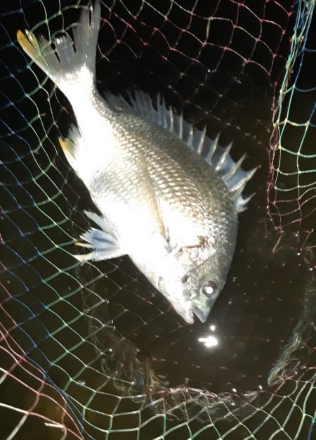 キビレでした。