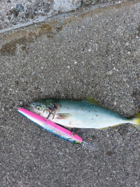 プチsalt water game