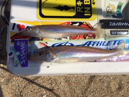 天気は良かったのですが強風で釣りづらかった…