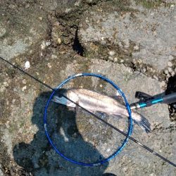 …今日もシーバス♪