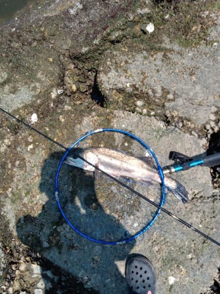 …今日もシーバス♪