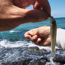 ピンキスしかいないの