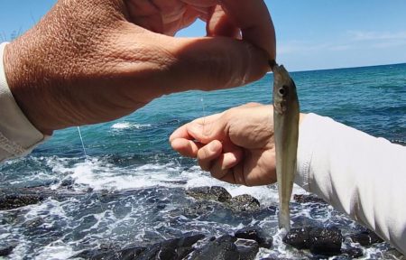 ピンキスしかいないの