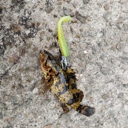 タケノコメバル