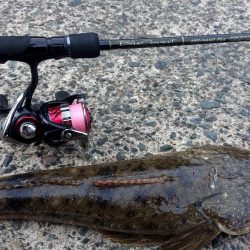 いつもと違う魚