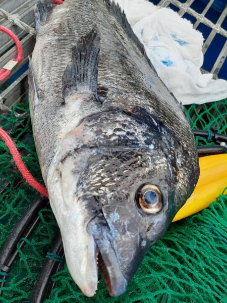 海釣り公園フカセ釣り