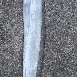 タチウオやね！