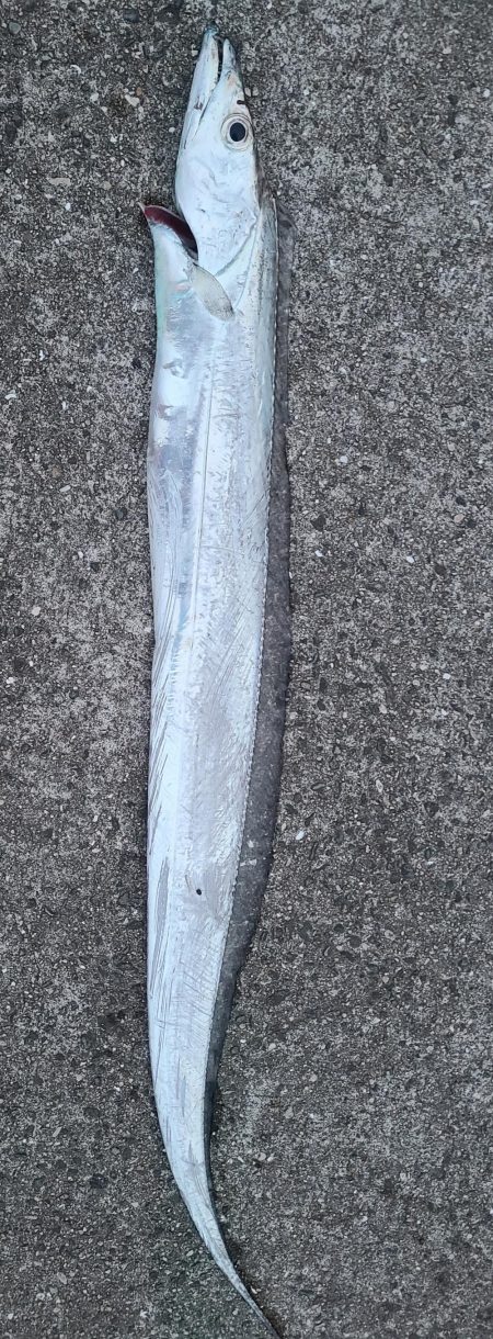 タチウオやね！