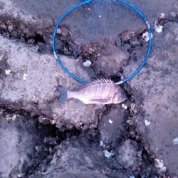 3日目でようやく釣れました