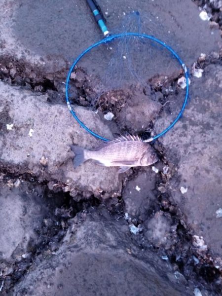 3日目でようやく釣れました