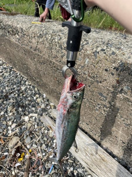 ショアジギング