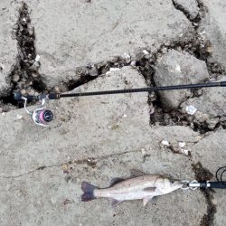 釣れただけでも感謝です