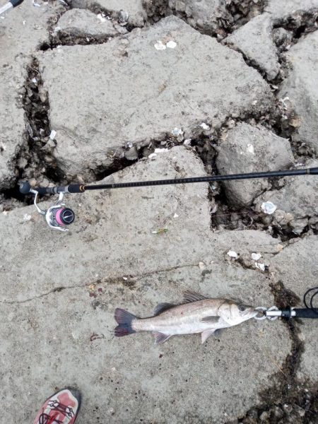 釣れただけでも感謝です