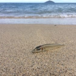 真夏の天気でキスも夏の雰囲気となってました