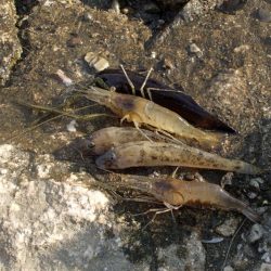 手長エビ in 淀川 (2)