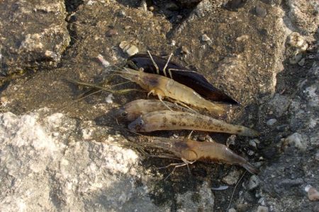 手長エビ in 淀川 (2)