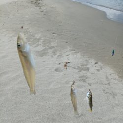 サーフはまずまず