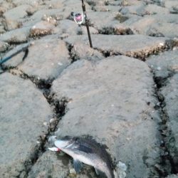 食べれる魚がようやく釣れた