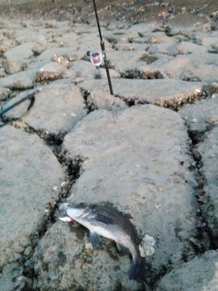 食べれる魚がようやく釣れた