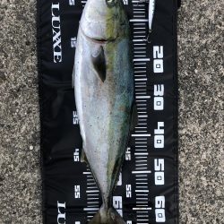 久しぶりのメジロ